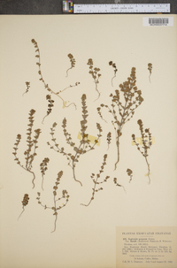 Euphrasia purpurea image