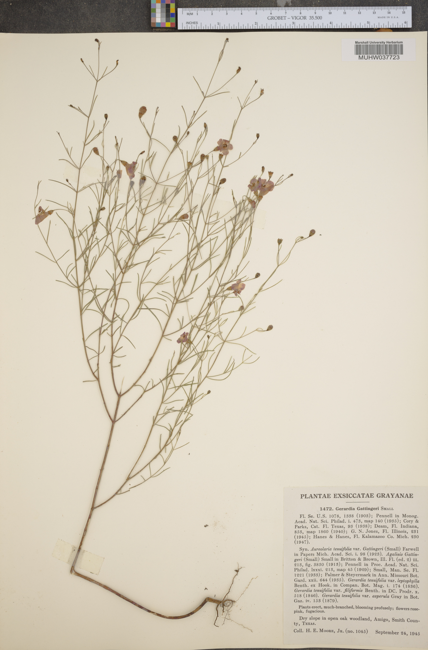 Gerardia gattingeri image