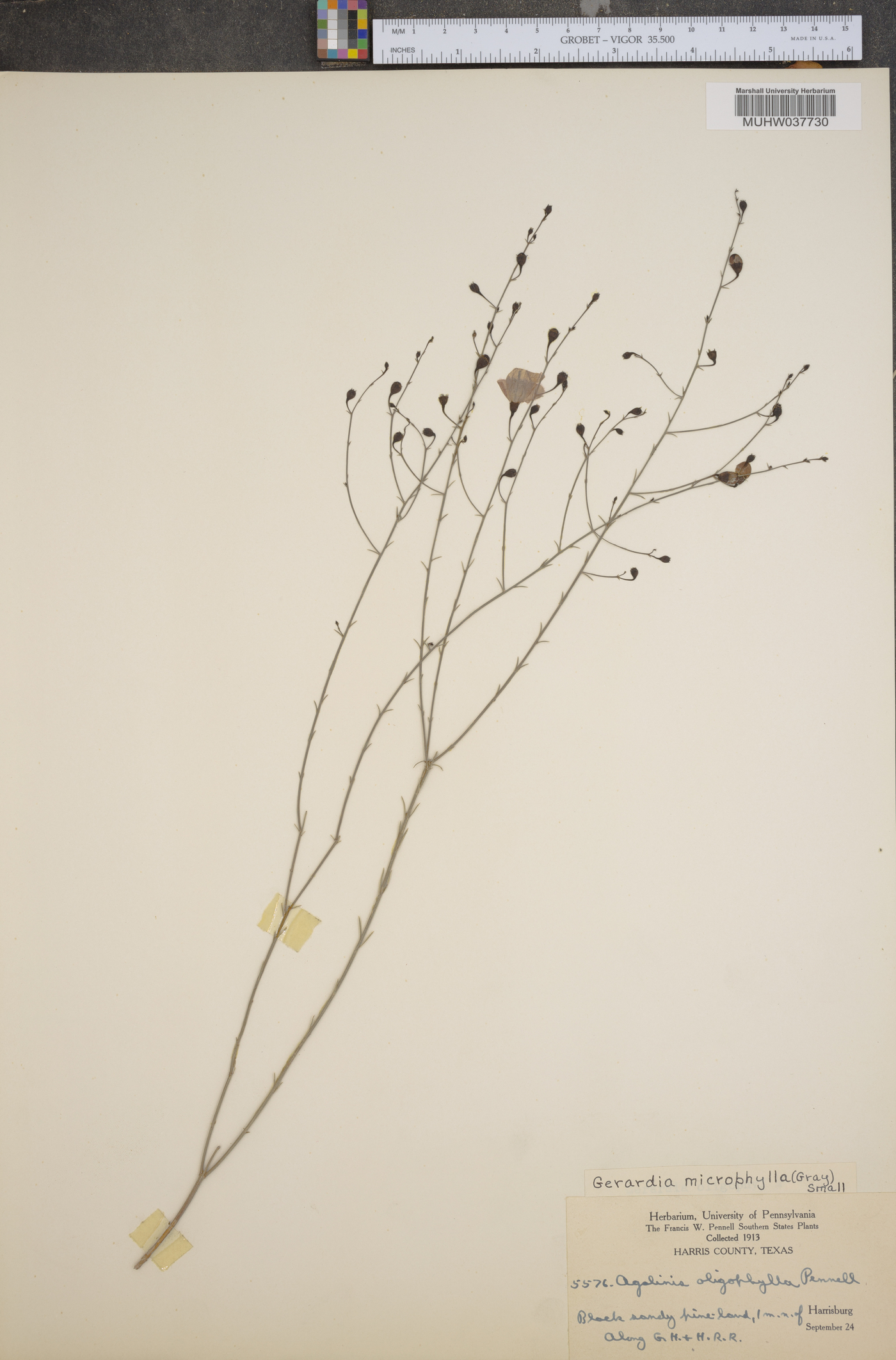 Gerardia microphylla image