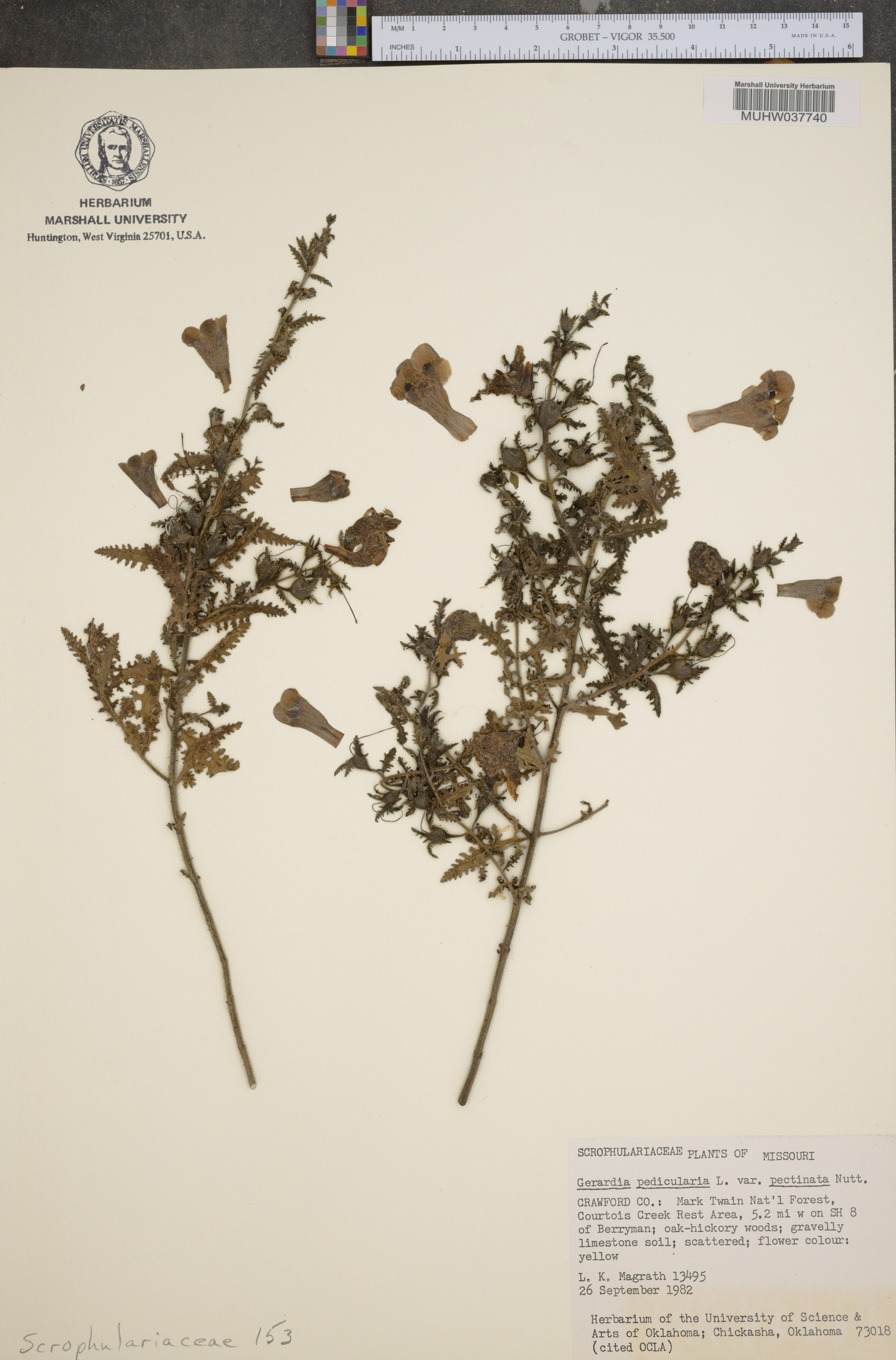 Aureolaria pedicularia var. pectinata image