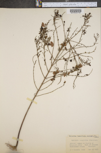 Agalinis tenuifolia var. macrophylla image