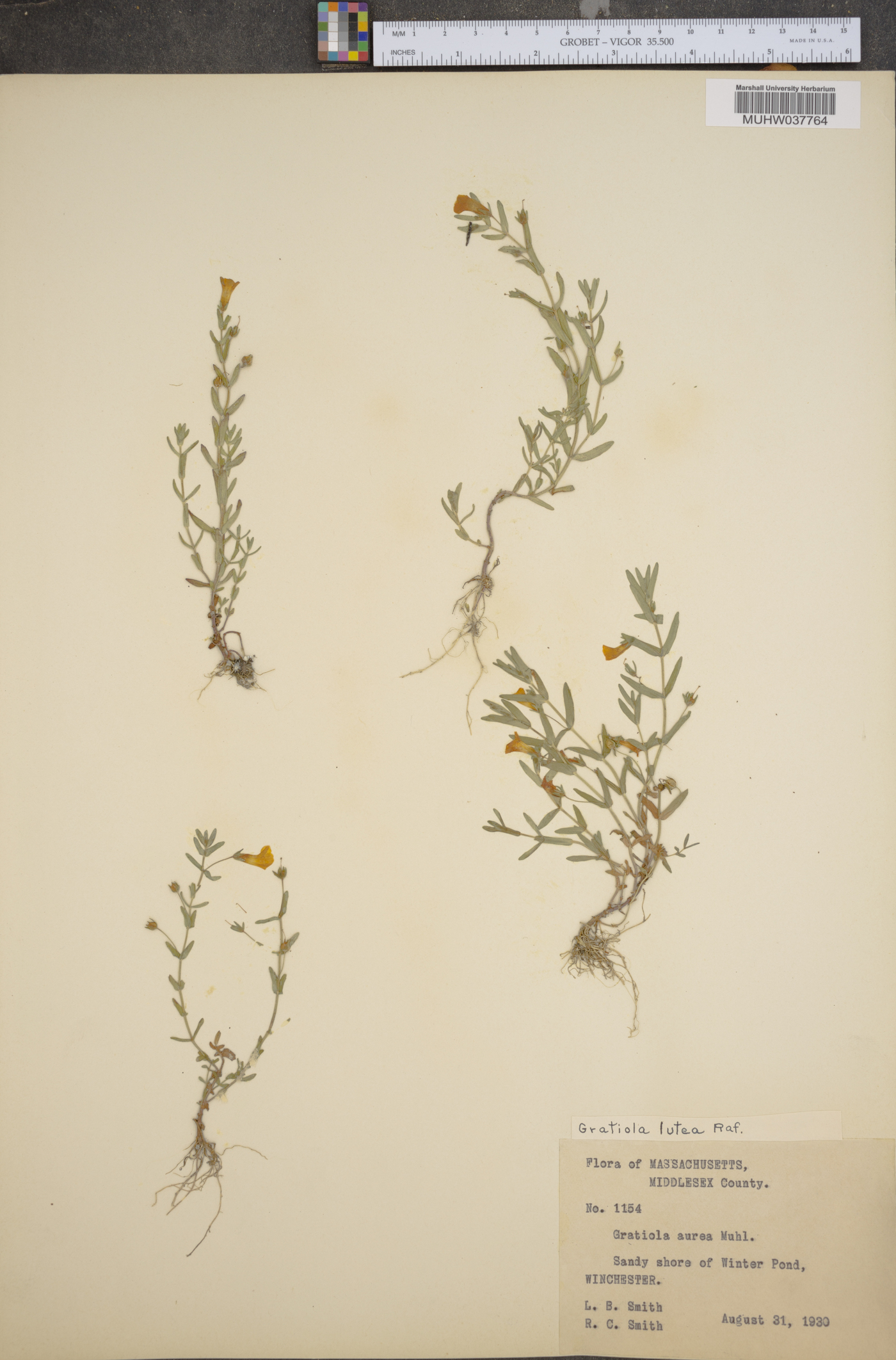 Gratiola lutea image