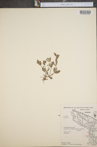 Lindernia dubia var. anagallidea image