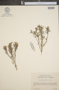Orthocarpus erianthus var. erianthus image