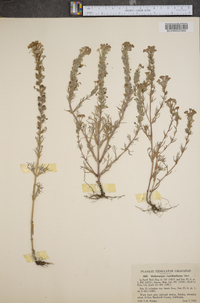 Orthocarpus faucibarbatus image