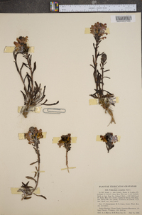 Pedicularis crenulata image