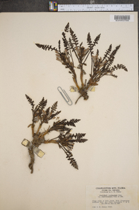 Pedicularis semibarbata var. charlestonensis image