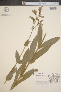 Penstemon calycosus image