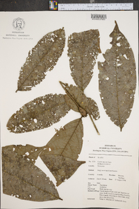 Cordia nodosa image