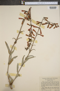 Penstemon eatonii image