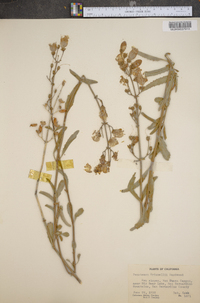 Penstemon grinnellii image