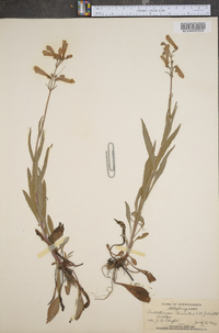 Penstemon hirsutus image