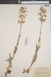 Penstemon hirsutus image