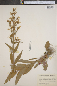 Penstemon pallidus image