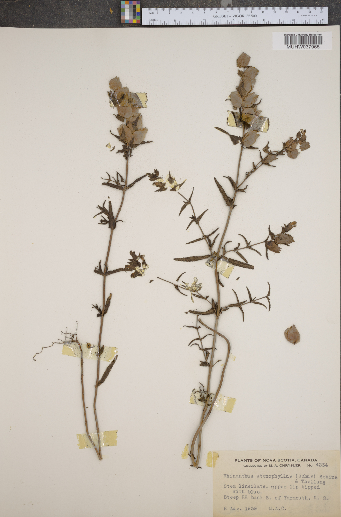 Rhinanthus minor subsp. minor image