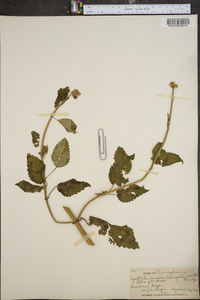 Agastache scrophulariifolia image