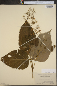 Collinsonia canadensis image