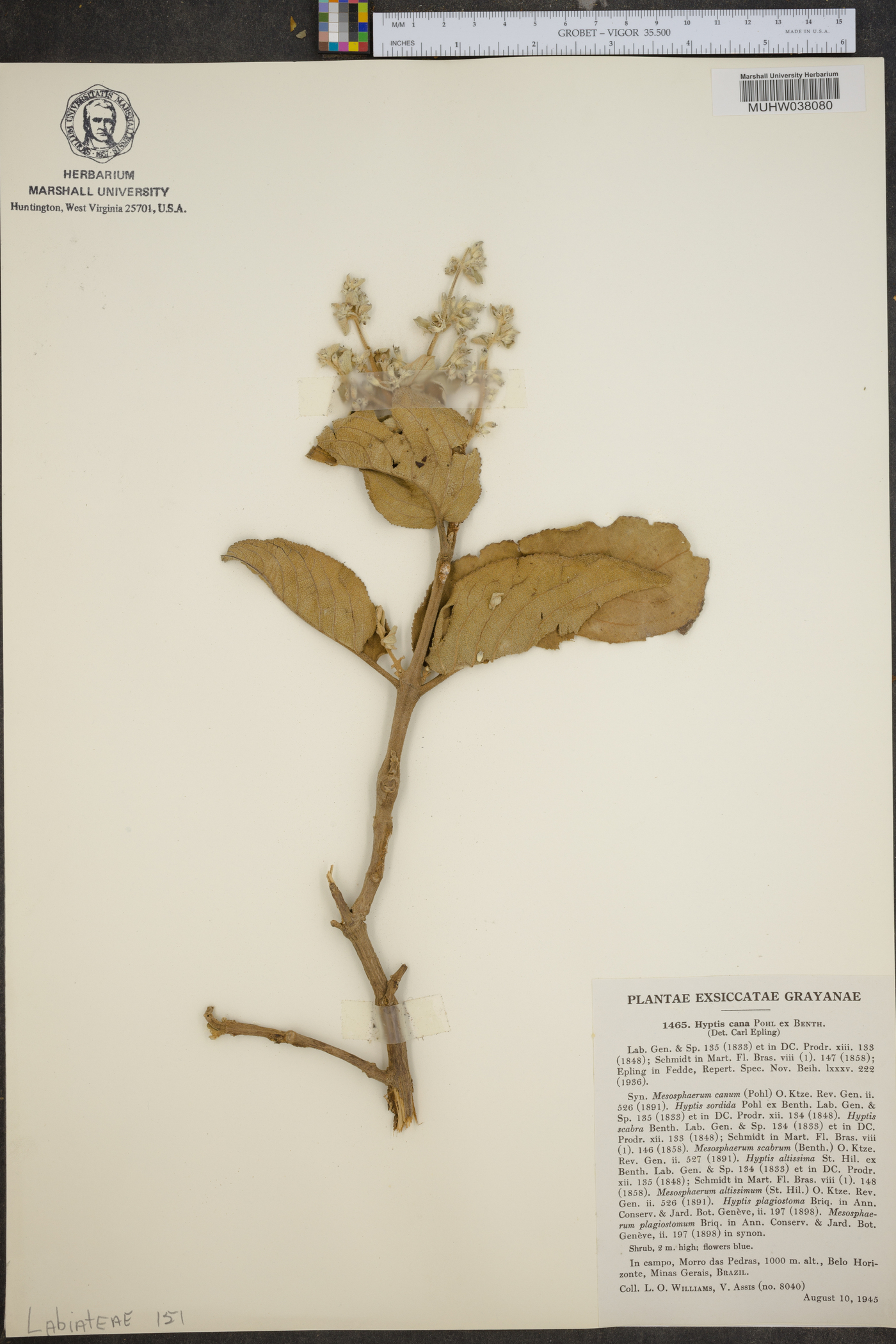Hyptidendron canum image