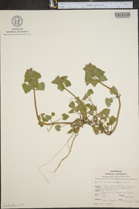 Lamium purpureum image