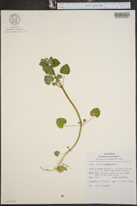 Lamium purpureum image