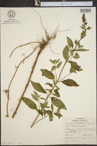 Mentha × piperita image