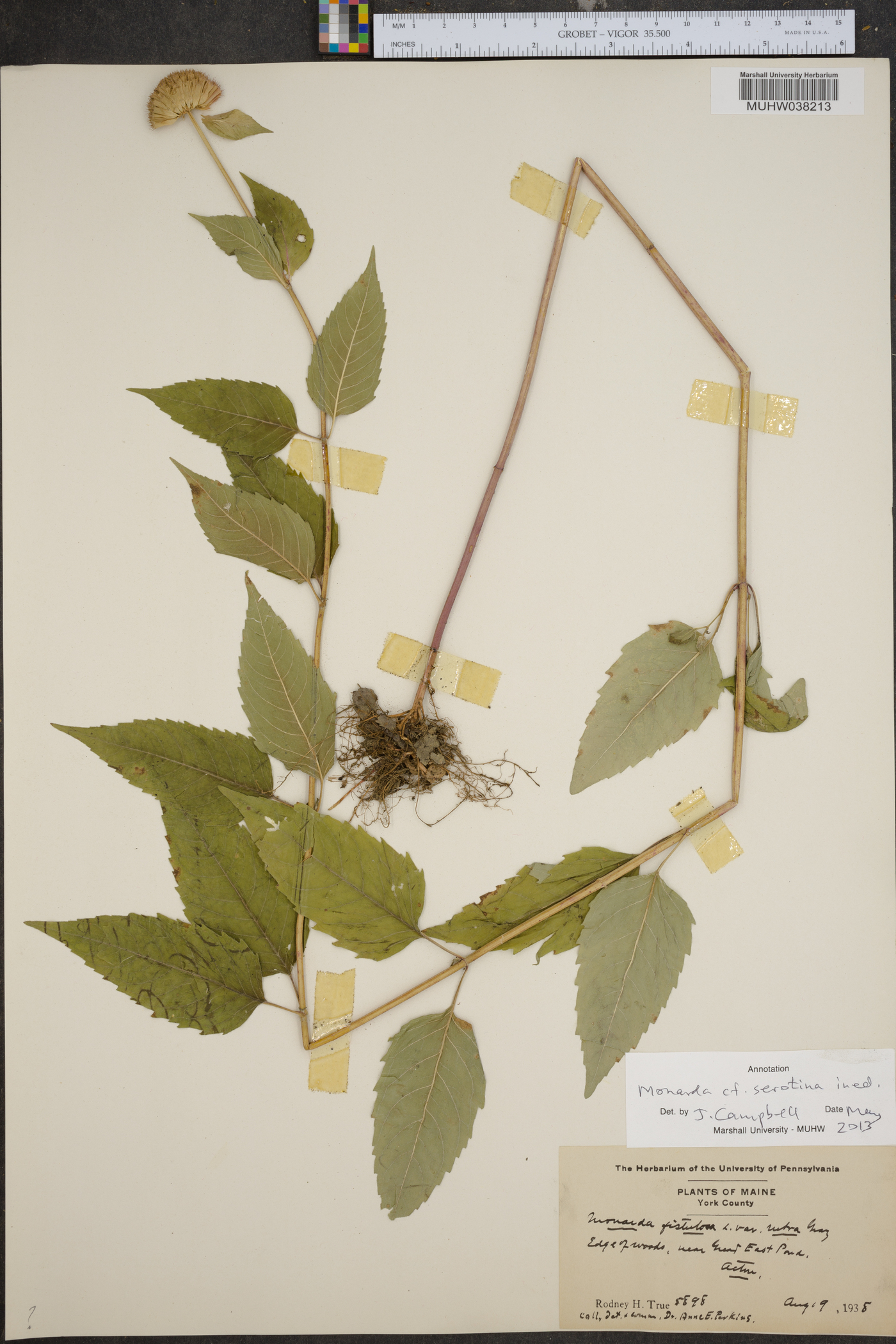 Monarda fistulosa var. rubra image