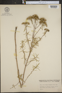 Pycnanthemum flexuosum image