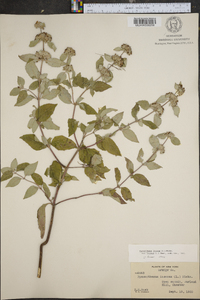 Pycnanthemum incanum image