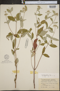 Pycnanthemum incanum image