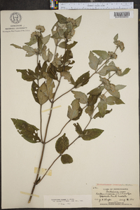 Pycnanthemum incanum image