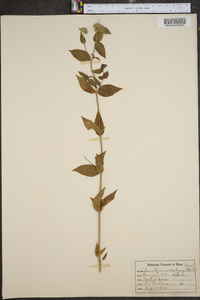 Pycnanthemum muticum image