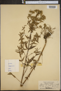 Pycnanthemum virginianum image