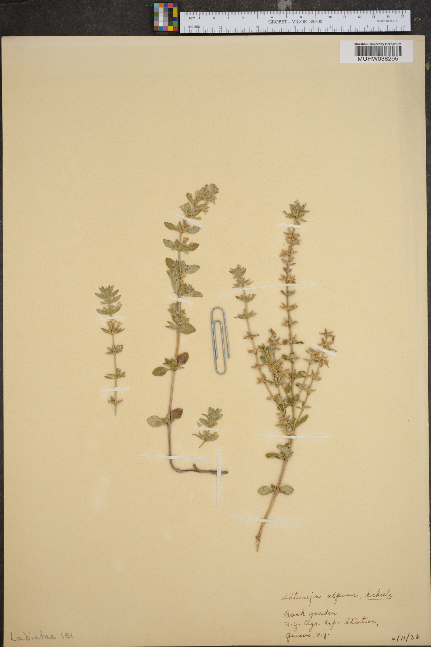 Clinopodium alpinum image