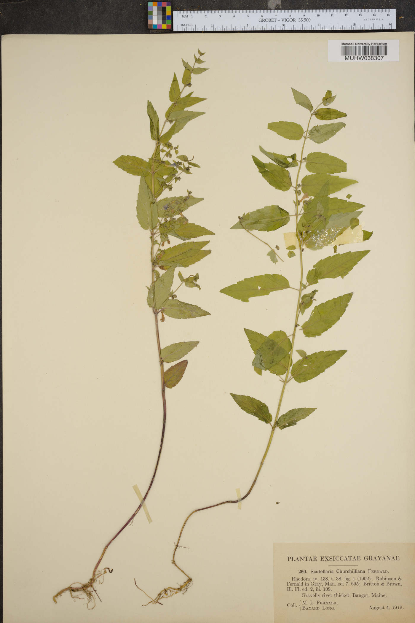 Scutellaria churchilliana image