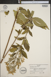 Scutellaria incana image