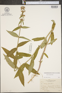 Stachys hispida image