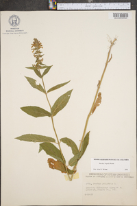 Stachys hispida image