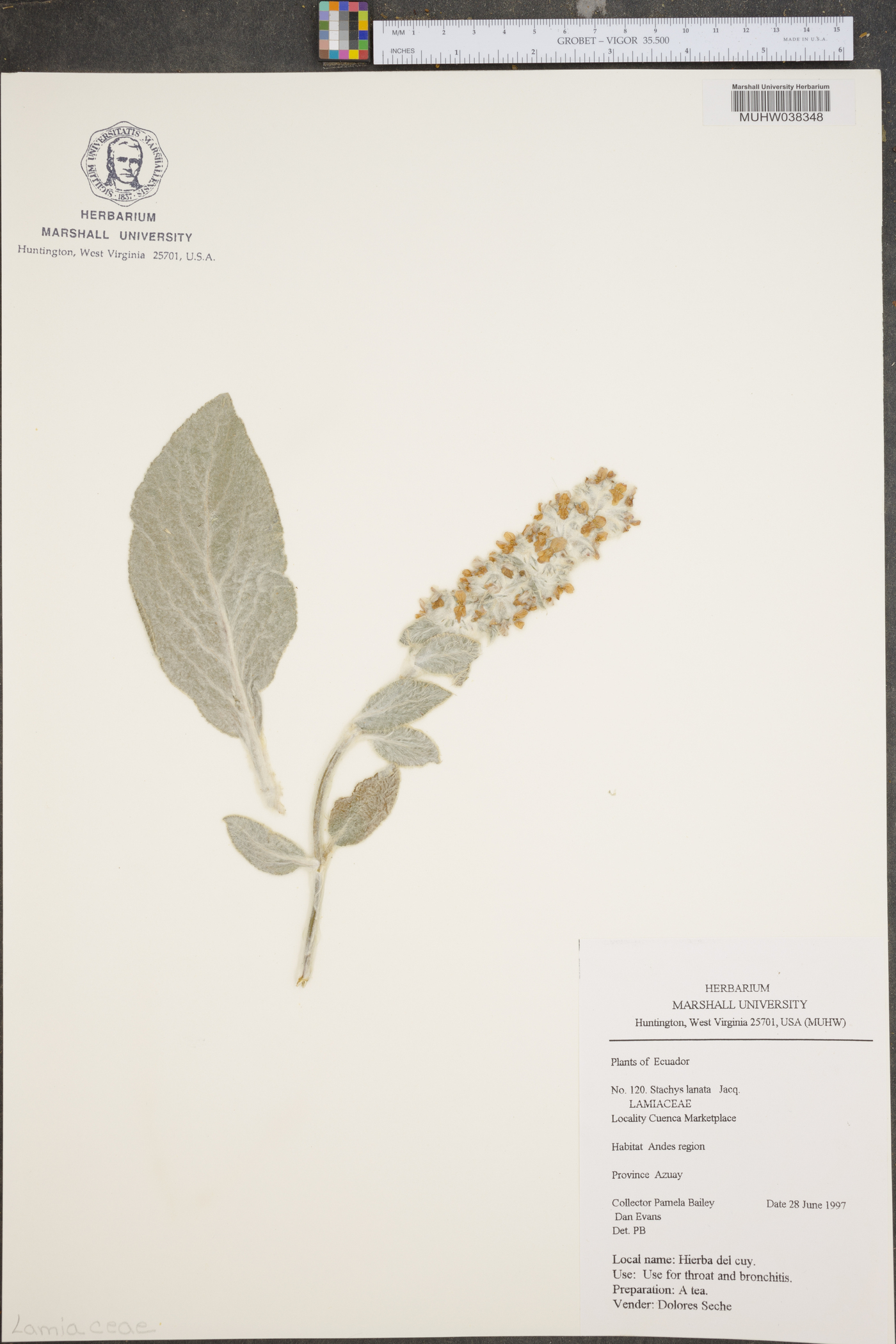 Stachys lanata image