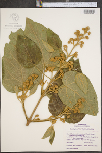 Paulownia tomentosa image