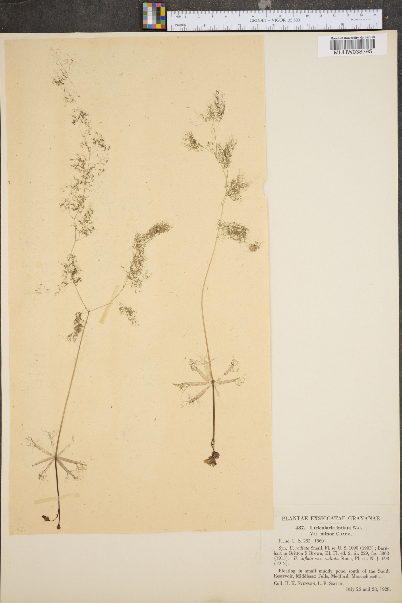 Utricularia inflata var. minor image