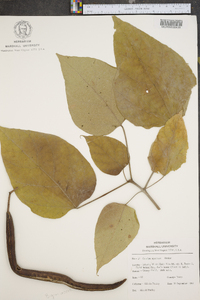 Catalpa speciosa image