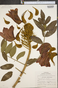 Spathodea campanulata image