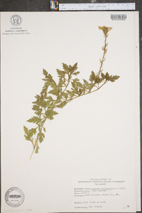 Verbena canadensis image