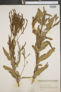 Verbena hastata image