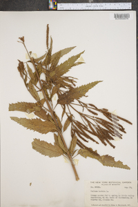 Verbena hastata image