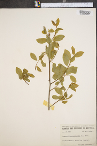 Ilex mucronata image