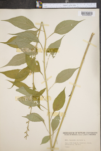 Campanulastrum americanum image