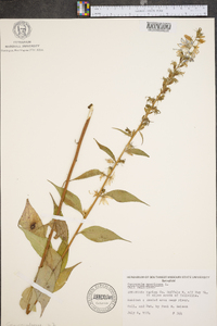 Campanulastrum americanum image