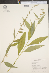 Campanulastrum americanum image