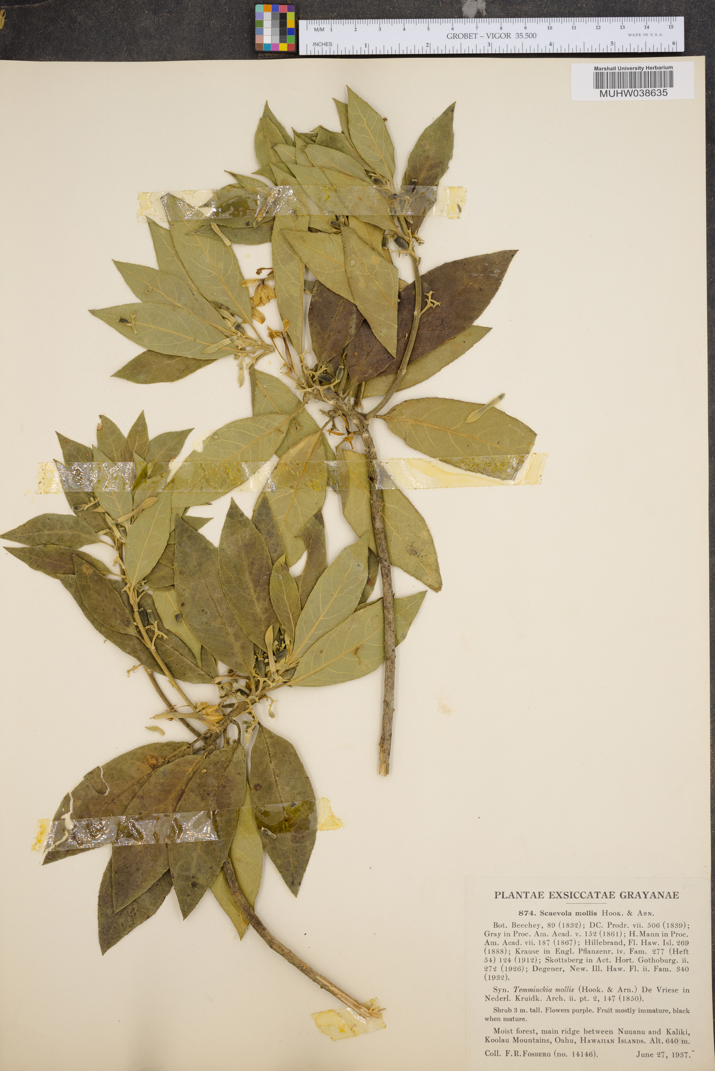 Scaevola mollis image